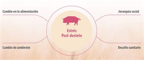 Esquema de los factores de estrés durante el destete: separación materna, cambio de dieta, nuevo entorno social y ambiental.