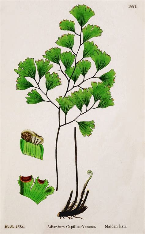 Ilustración detallada de las frondas y la textura del Adiantum capillus-veneris