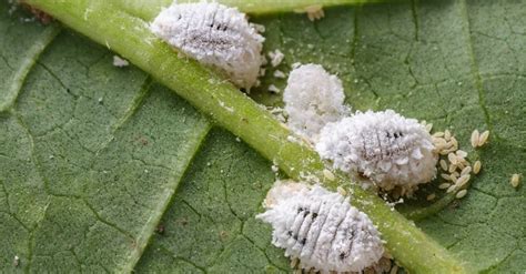 Comparativa visual de cochinillas (escudo protector oscuro y blanco) en las hojas de un helecho