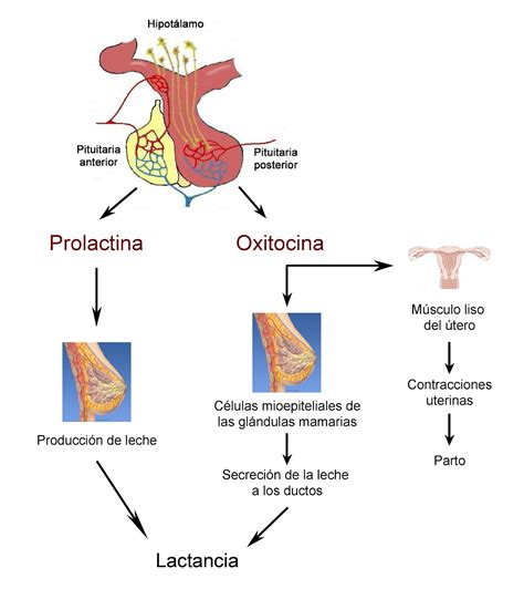 esquema de la liberación de oxitocina y prolactina durante la succión y sus efectos en el cerebro materno