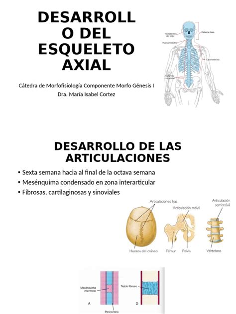 Esquema general del desarrollo del esqueleto humano desde las capas germinales hasta la formación ósea.