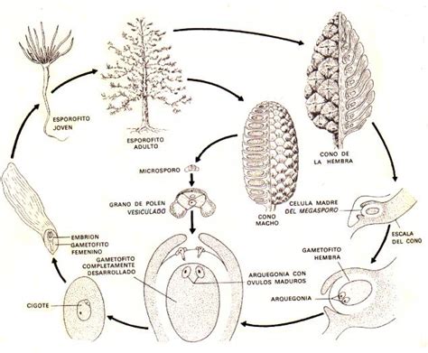 Diagrama esquemático del ciclo de vida de las espermatófitas (Spermatophyta)