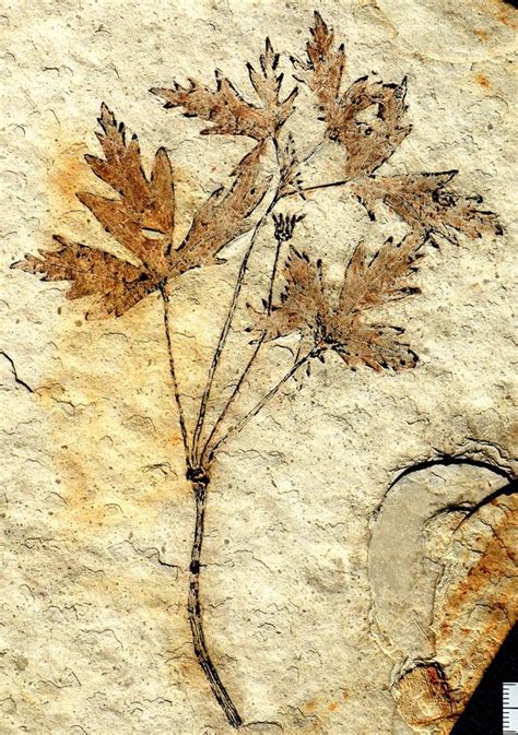 Registro fósil de plantas con semilla (espermatófitas), sugiriendo un posible origen del tegumento externo a partir de esporangios estériles.