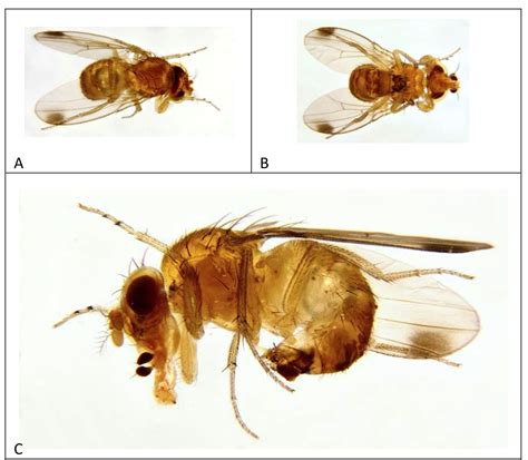 Mosca Drosophila de las alas manchadas (Drosophila suzukii Marsumura) (SWD, por sus siglas en inglés).