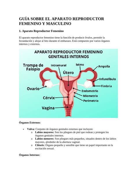 Esquema detallado del aparato reproductor masculino y la maduración de los espermatozoides en los túbulos seminíferos y el epidídimo.