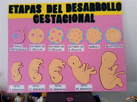 Esquema explicativo de las etapas del desarrollo gestacional temprano y el periodo de riesgo de aborto espontáneo.