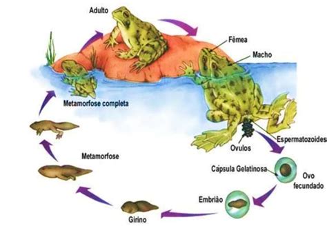 Esquema comparativo del ciclo de vida de un anuro: desarrollo indirecto (con metamorfosis) frente al desarrollo directo (emergencia de individuos miniatura).