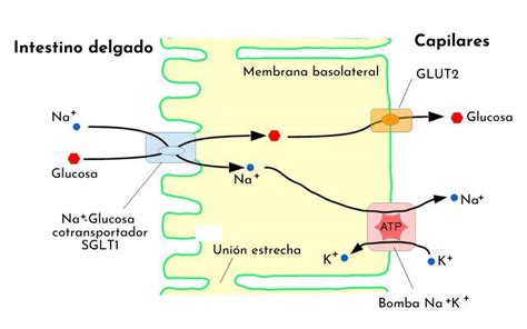 Esquema metabólico que muestra el transporte de glucosa y ácidos grasos a través de la placenta hacia el feto