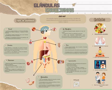 Infografía mostrando las glándulas principales estimuladas por el yoga hormonal.