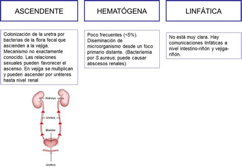 Esquema sobre la vía de infección ascendente frente a la hematógena en el neonato con ITU