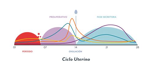 Gráfico comparativo de la duración media de los ciclos menstruales después de una intervención quirúrgica uterina.