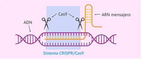 Representación esquemática del funcionamiento del sistema CRISPR-Cas9.
