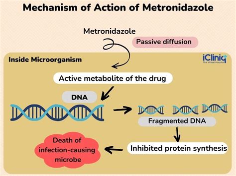 Diagrama de la acción antimicrobiana del metronidazol sobre el ADN bacteriano