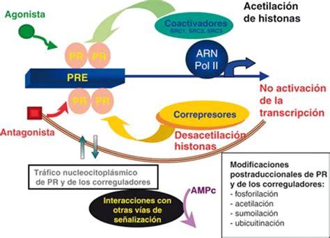 Esquema del mecanismo de acción de la mifepristona en el útero