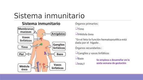 Esquema visual de las diferencias en el desarrollo inmunológico entre un bebé prematuro y un bebé a término