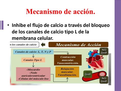 Diagrama mostrando el mecanismo de acción del calcio sobre la tensión arterial