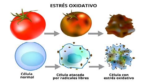 diagrama explicando el concepto de estrés oxidativo en las células ováricas