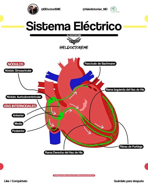 Esquema del corazón humano y el sistema eléctrico