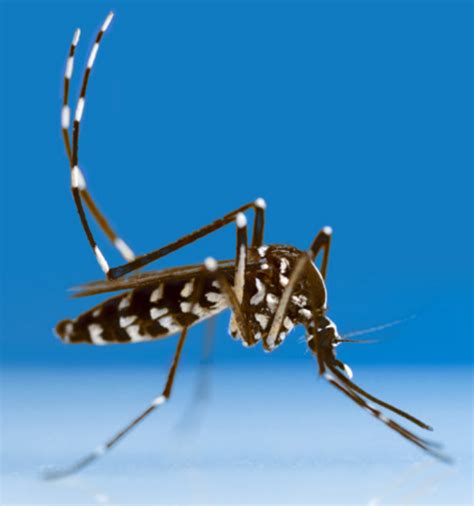 ilustración detallada del mosquito tigre (Aedes albopictus) destacando sus rayas blancas