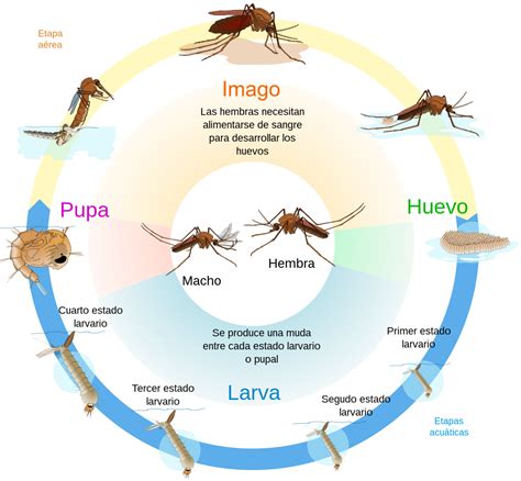 diagrama del ciclo de transmisión de enfermedades por el mosquito tigre
