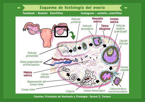 Ilustración de un ovario con un cuerpo lúteo maduro y sus características