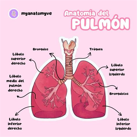 infografía sobre la anatomía de los pulmones y cómo la neumonía los afecta