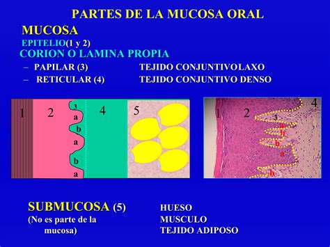Esquema de la interfaz epitelio-corion con papilas