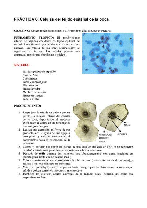 Diagrama de las diferentes células en el epitelio bucal