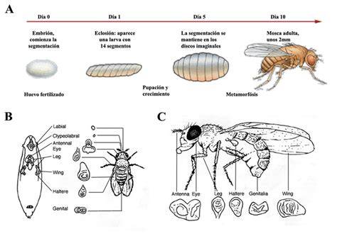 Esquema de las primeras divisiones embrionarias de Drosophila melanogaster, mostrando la formación del sincicio y el blastodermo celular.