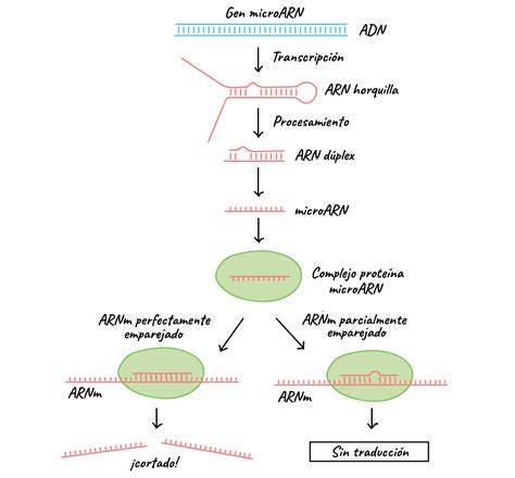 Diagrama que ilustra la distribución de los ARNm maternos de Bicoid (en el polo anterior) y Nanos (en el polo posterior) en un oocito de Drosophila, y el posterior gradiente de proteína Bicoid en el embrión temprano, que define el eje anteroposterior.