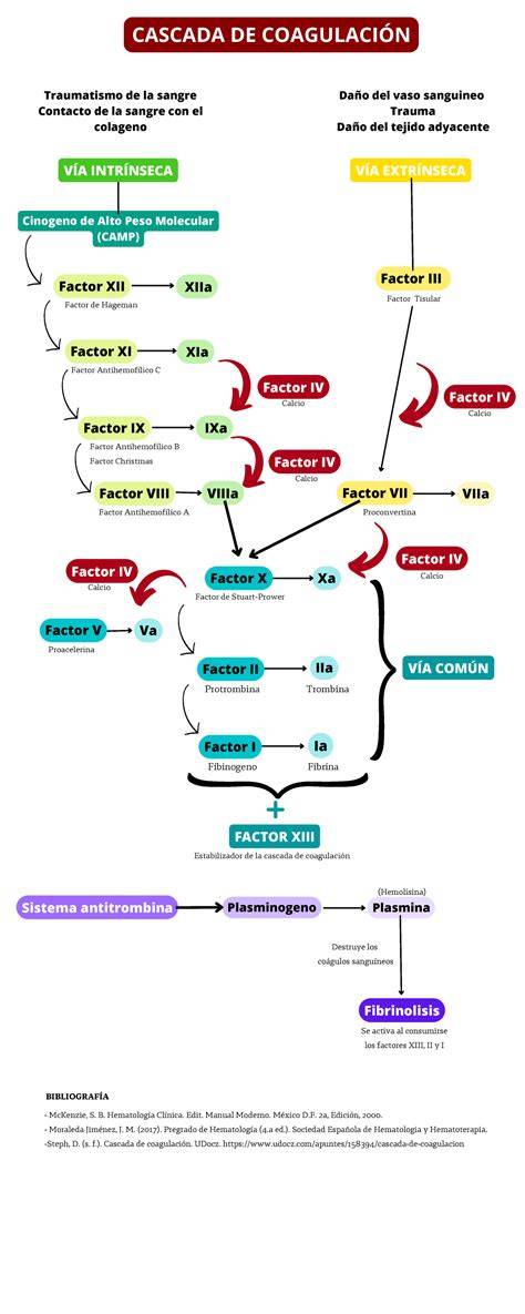 Infografía o esquema de la cascada de genes de segmentación en Drosophila, mostrando la expresión secuencial de los genes maternos, Gap, Pair-Rule y Segment Polarity en el embrión.