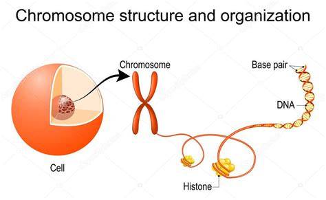 Representación esquemática de la organización cromosómica y los patrones de expresión de los complejos Antennapedia y Bithorax en el embrión de Drosophila, ilustrando la regla de colinealidad.
