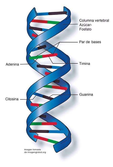 Estructura tridimensional del homeodominio unido a una molécula de ADN, destacando las hélices alfa y la interacción con el surco mayor del ADN.