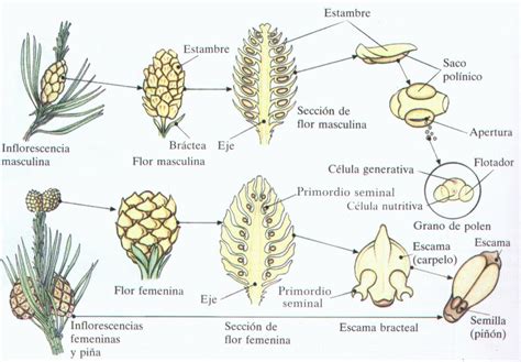 Diagrama de un cono femenino de pino, mostrando sus componentes internos como brácteas y escamas