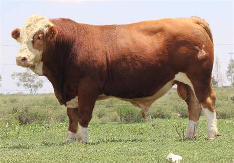 Toro de raza lechera en fase de preparación para la recolección de semen