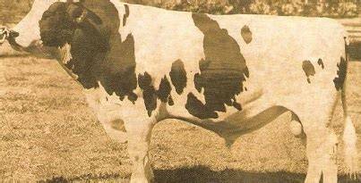 Foto histórica de un toro Holstein, representativo de la época de Arlinda Chief