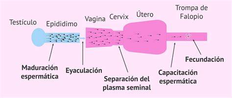 Ilustración del proceso de capacitación espermática en laboratorio