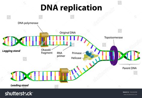 Diagrama de replicación de líneas celulares en laboratorio, mostrando cómo una célula original se multiplica en un cultivo