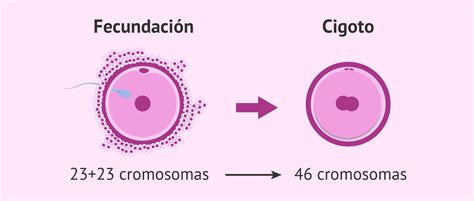 Representación gráfica del proceso de fecundación y formación del cigoto.