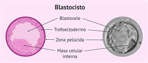 Diagrama mostrando la estructura de un blastocisto, con el trofoblasto y la masa celular interna.
