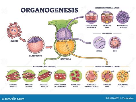 Ilustración detallada de las etapas de organogénesis, mostrando la formación de órganos clave.