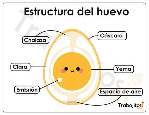 Diagrama de las partes del huevo y la ubicación del embrión en desarrollo