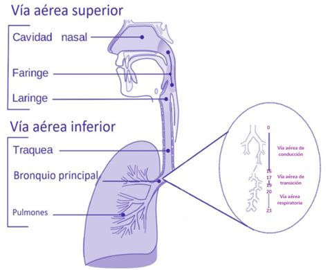 Esquema de las vías de difusión de gases a través de la cáscara del huevo y la membrana corio-alantoidea.