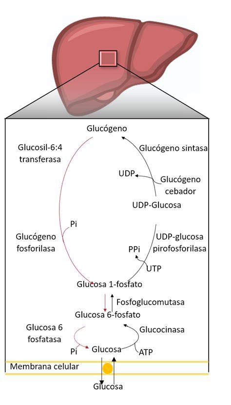 Gráfico que muestra el descenso de glucógeno hepático en embriones durante la eclosión.