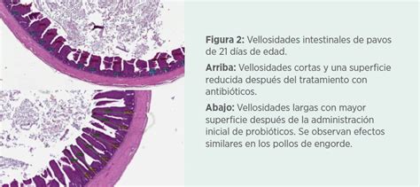 Comparación del desarrollo de vellosidades intestinales en pollitos con y sin alimentación in ovo.