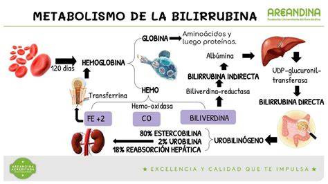 Esquema del metabolismo de la bilirrubina en el neonato