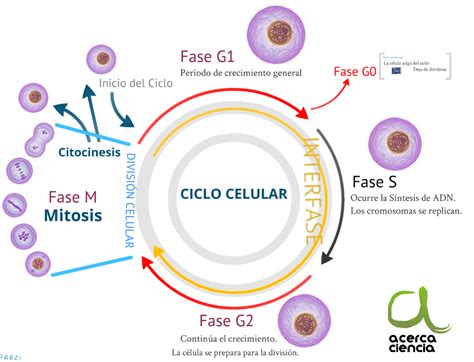 Esquema del ciclo celular de una célula eucariota con fases G1, S, G2 y M