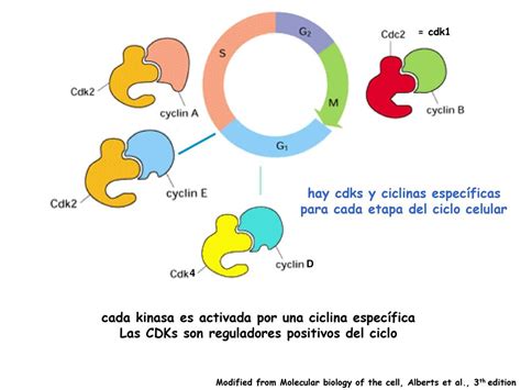 Diagrama de la interacción entre ciclinas y CDKs para la regulación del ciclo celular