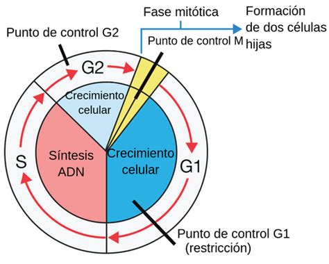 Ilustración de los puntos de control principales en las fases G1/S, G2/M y metafase/anafase del ciclo celular