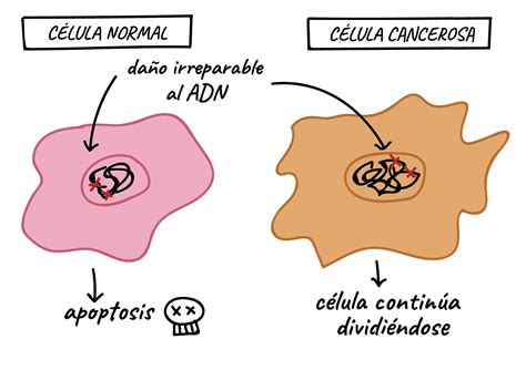 Micrografía o ilustración de células cancerosas mostrando división descontrolada